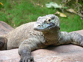 Varan